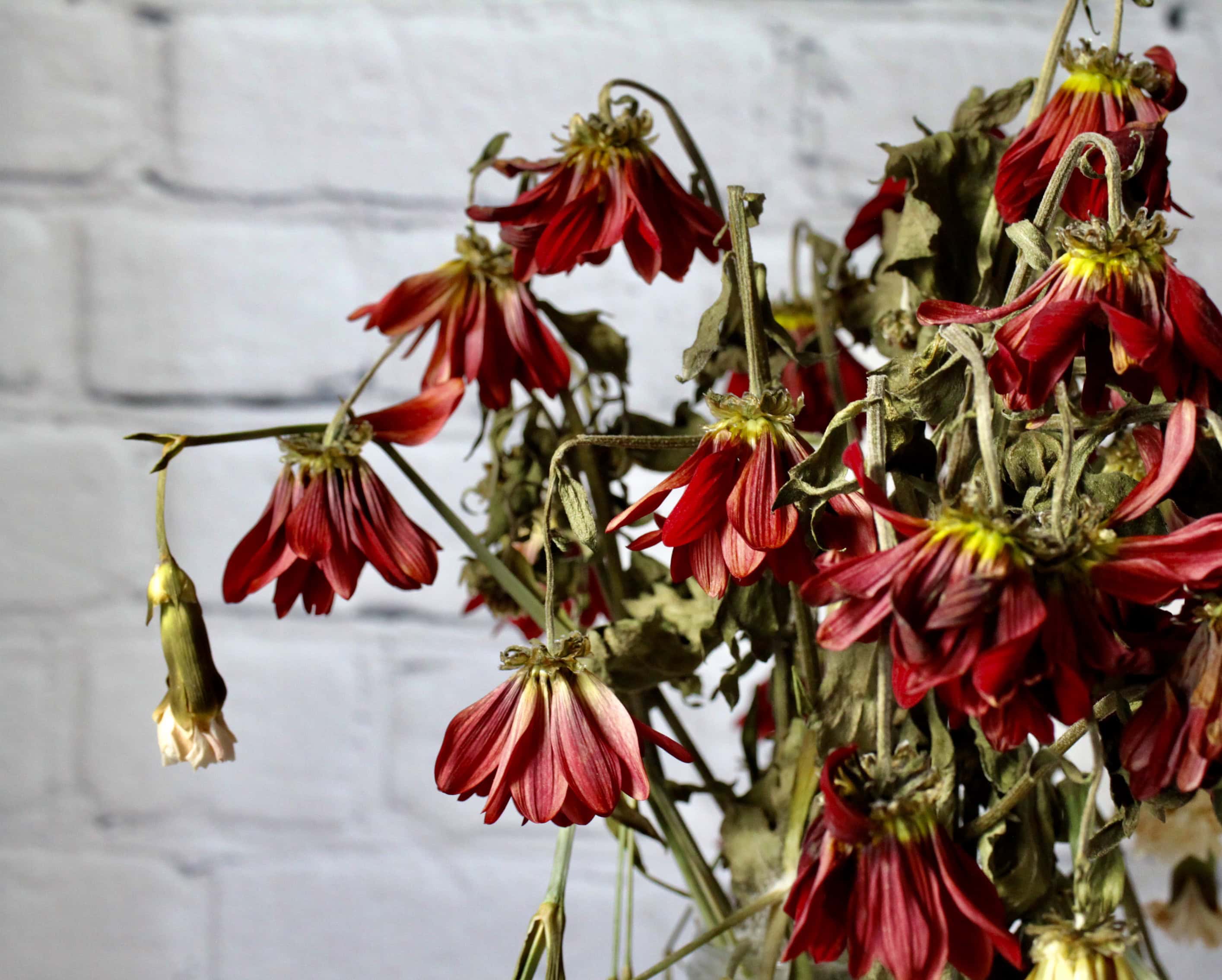 Wilting flowers Photos by Jez