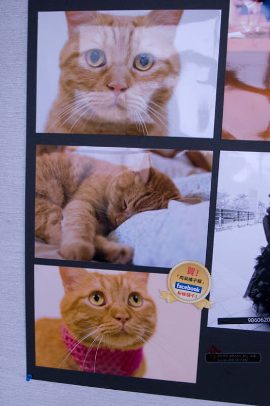 肉呆橘子貓粉絲破千，普天同慶! 大家快寄照片來抽獎吧^^