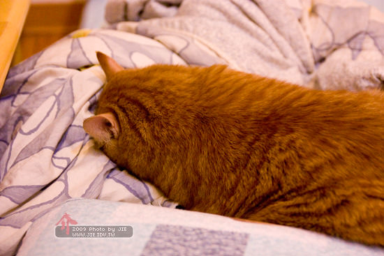 請大家看這圖片，請問肉呆橘子貓現在做什麼?