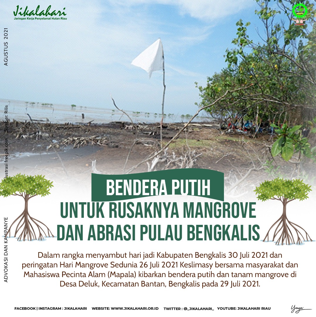 Bendera Putih Untuk Rusaknya Mangrove dan Abrasi Pulau Begkalis – Jikalahari