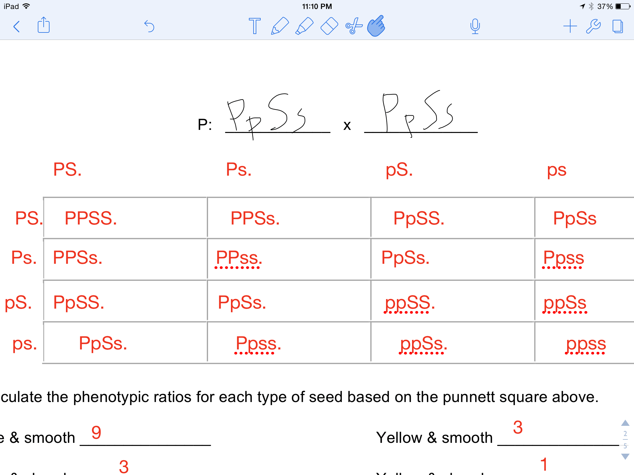 The phenotype ratio predicted for dihybrid cross is 9:3:3:1. Corn Genetics Lab Jimbobroe
