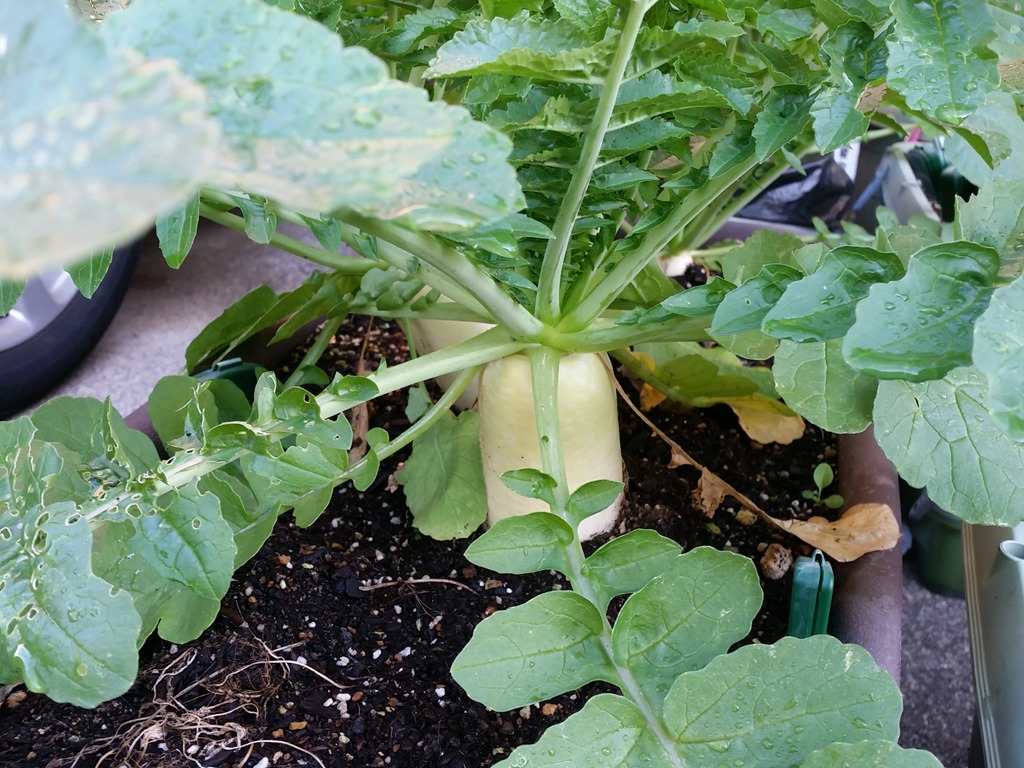 大根の12月上旬から1月初旬の状態 もうほとんど収穫しても良いくらいのサイズになってきました しかし まさかの害虫に葉っぱがやられた 人生一度 腰椎破裂骨折にも負けない