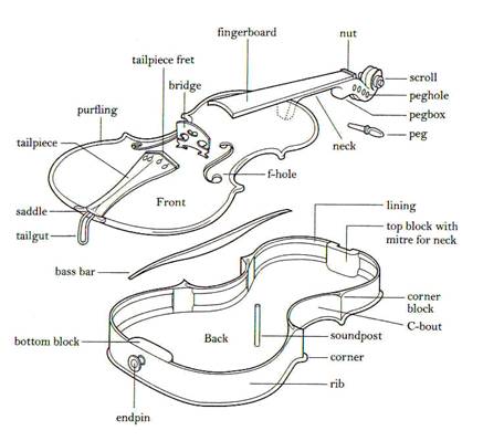 Anatomy and physiology classes apply this rule in much greater detail. Anatomy Ogmios Violin