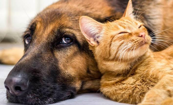 João Mendes elogia selo para quem bem cuida dos animais, mas diz ser autor da lei que proíbe maus tratos aos bichinhos