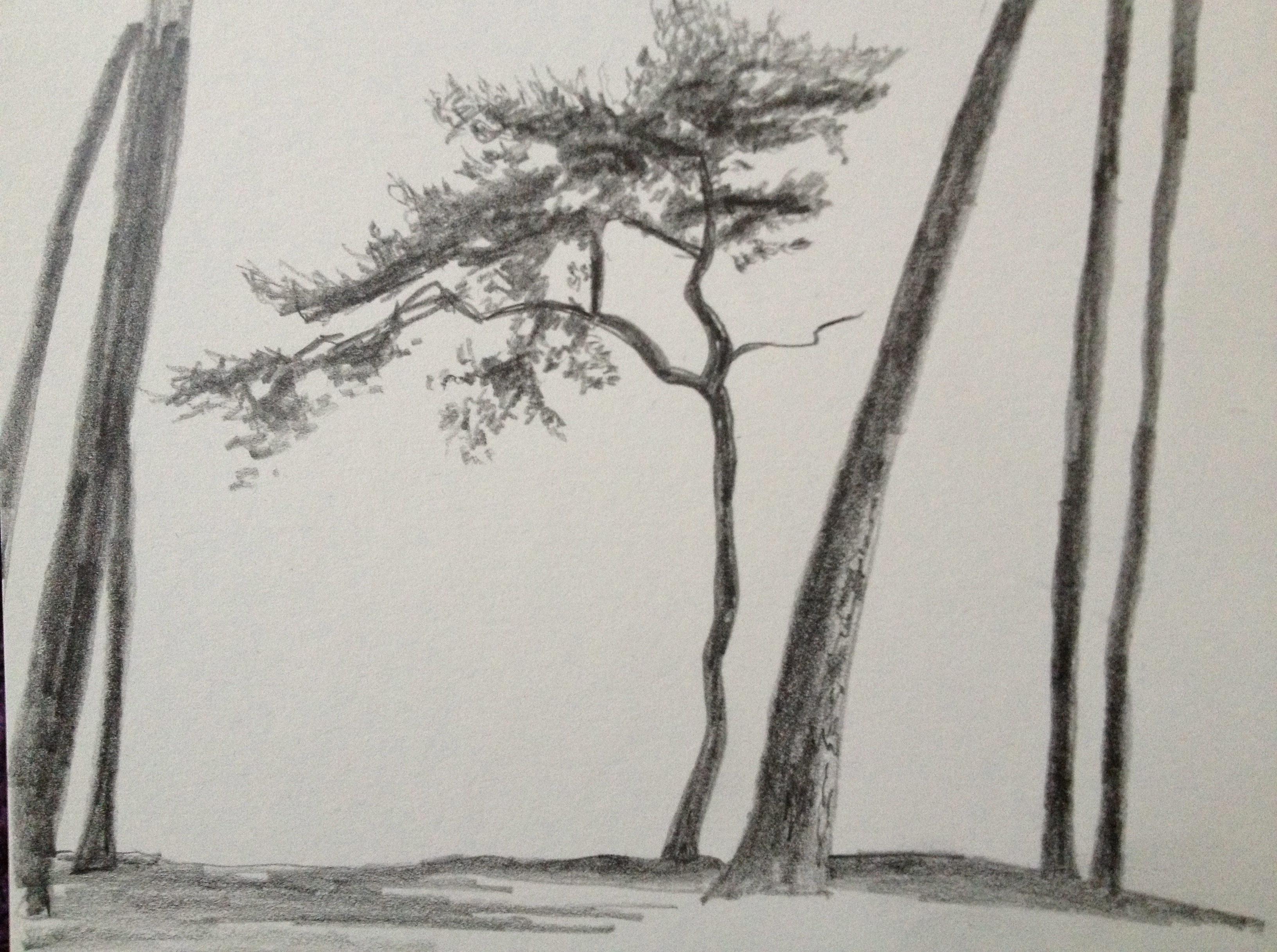 In this video you can see me drawing some of the common tree types in charcoal. Drawing Trees Jojohnstondotnet