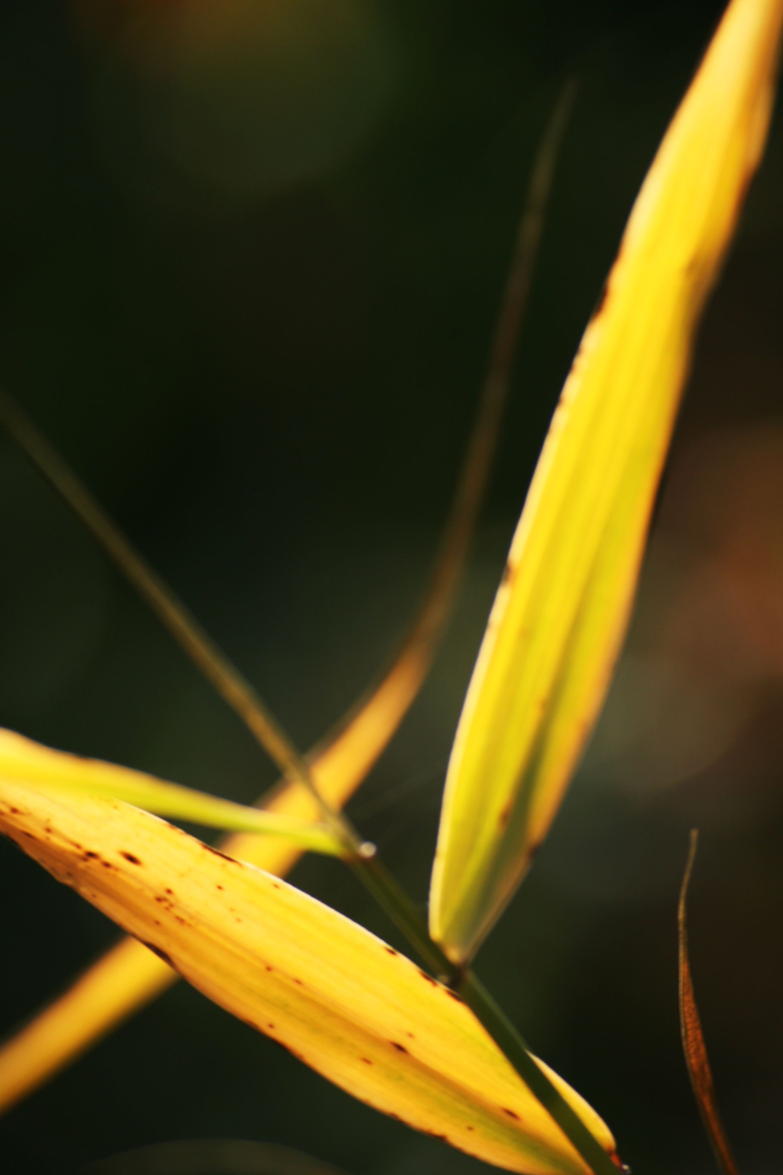 This ancient craft is easy to love but difficult to master. Free photo: Fall Leafs - Fall, Forest, Leaf - Free