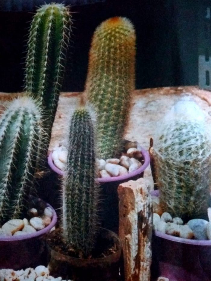 Jenis Kaktus Pentung yang Bentuknya Lucu - Josi Kie