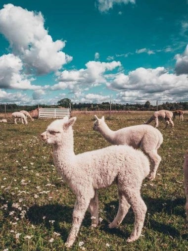 Alpakafarm OÜ estonia Eastern Europe road trip itinerary 2-4 weeks (Baltic road trip itinerary)