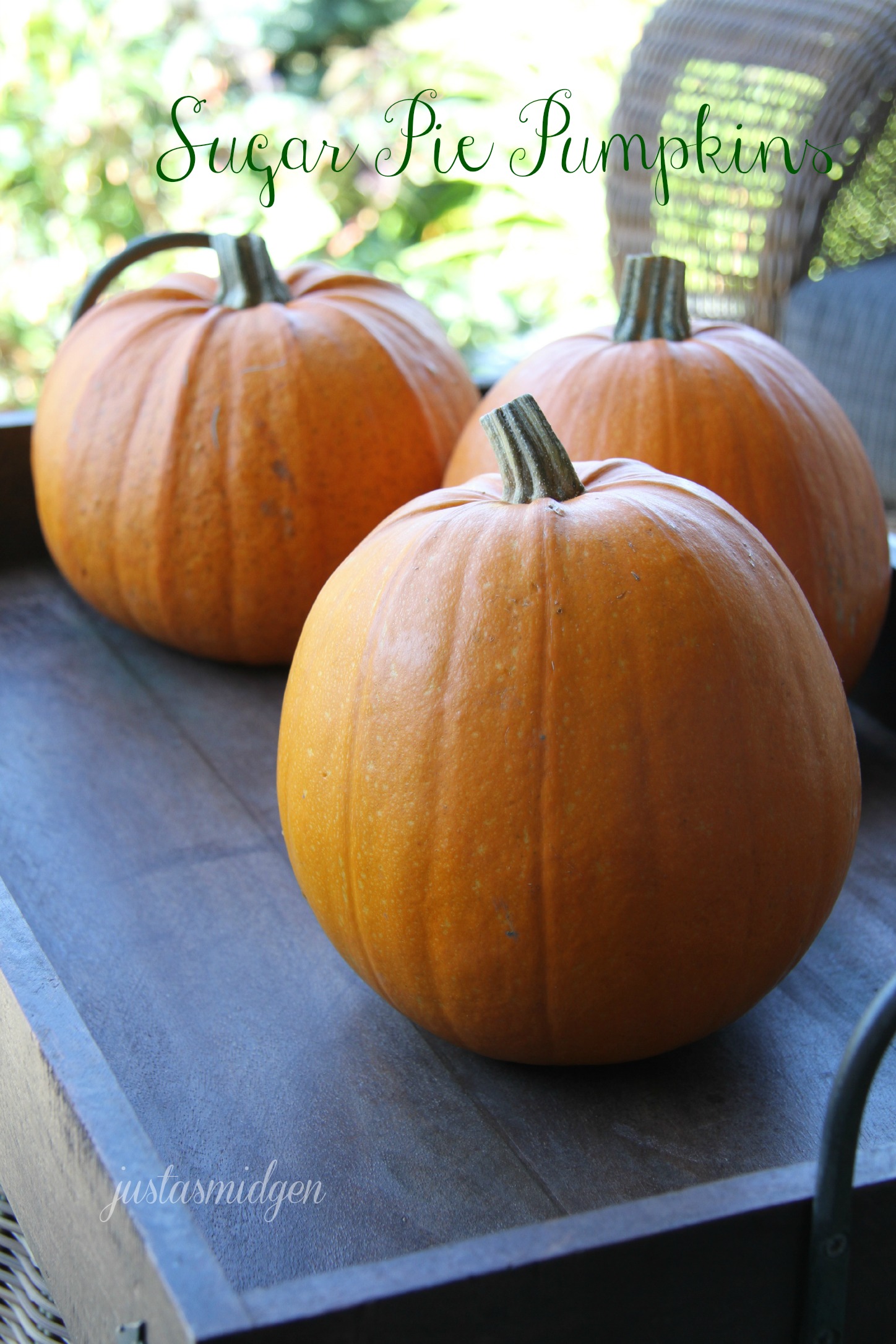 Recommended tools for the best easy vegan gluten free pumpkin muffins! Sugar-Pie Pumpkins Â» Just a Smidgen