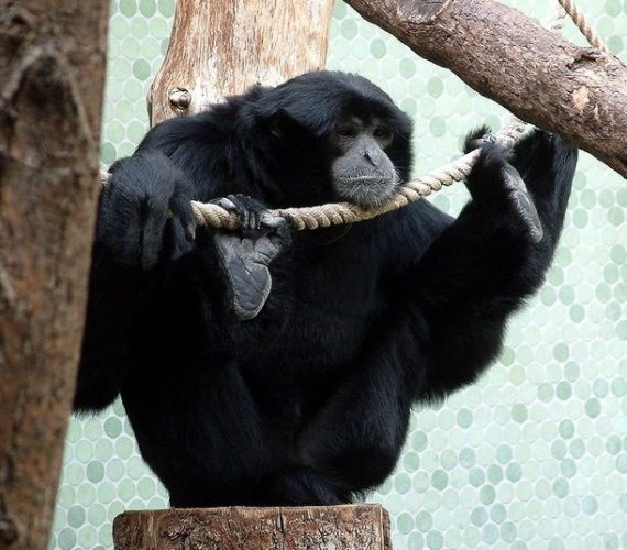 Nov 03, 2019 · 25+ gambar animasi bergerak gif untuk powerpoint, trend masa kini! Fauna asiatis - Pengertian, Ciri, Jenis, Tipe dan Gambar