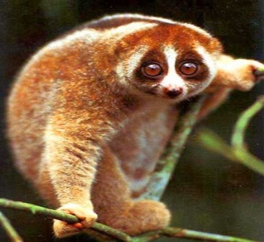 Apa ciri khas dari fauna tipe ini? Fauna Australis - Contoh, Gambar, Tipe, Ciri dan Penjelasannya