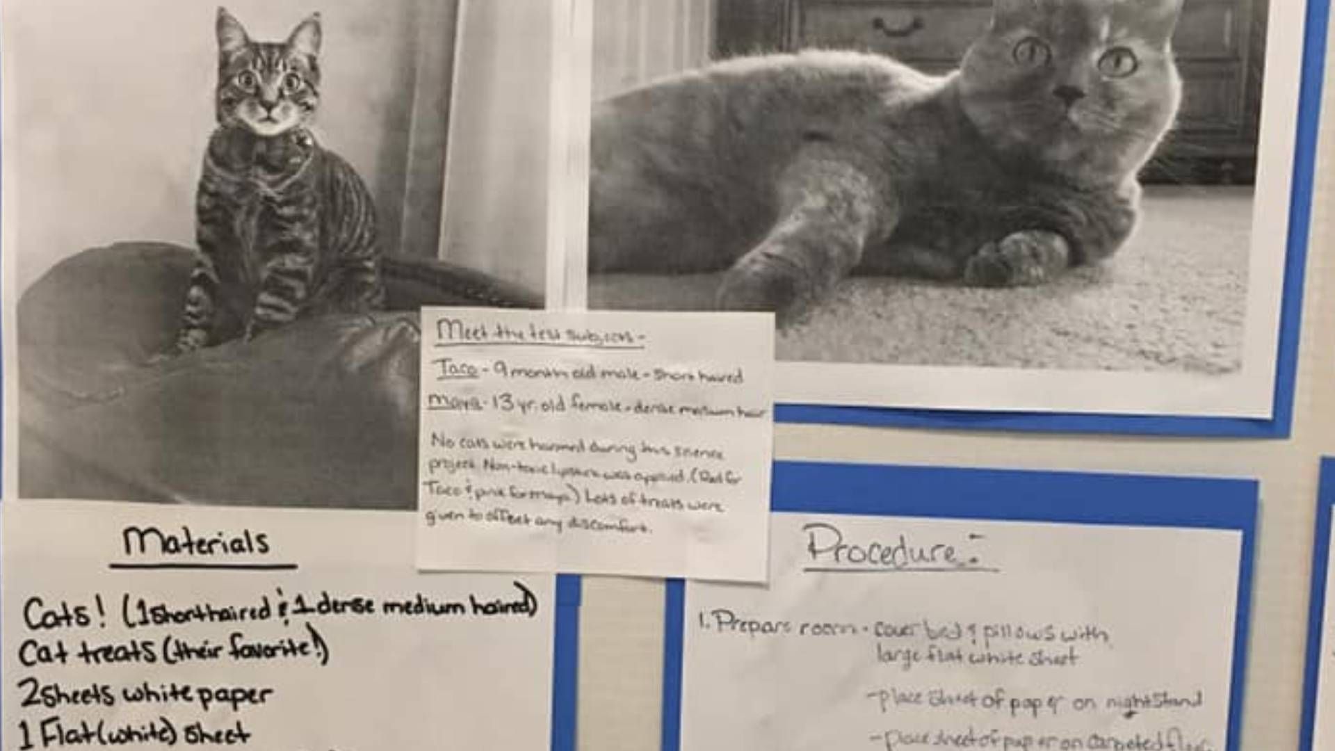 By climbing on my chest and pawing at my shoulder, demanding attention. Tennessee Student S Unique Science Fair Project About Cats Wins Kake