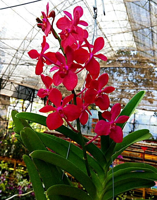 Anggrek Vanda Mokara | Kampoeng Anggrek