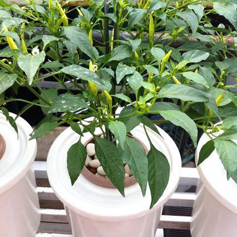 Kemudian letakkan benih terong hidroponik pada setiap lubang yang anda buat dan . Tanam Cabe Hidroponik Sistem Wick Kartianmyid