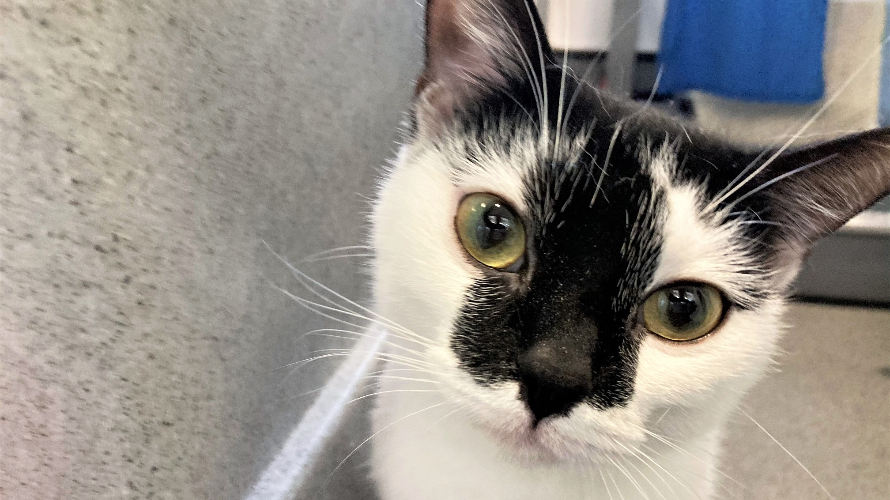 What’s in a Name? Battersea Reveals the Most Popular Pet Names of 2020