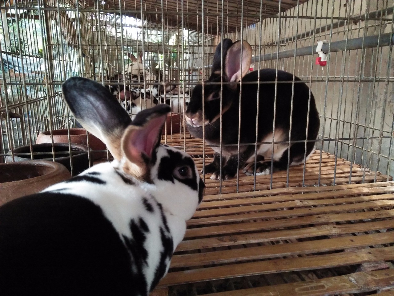 Peluang Usaha Menjanjikan dari Beternak Kelinci – Kediripedia.com