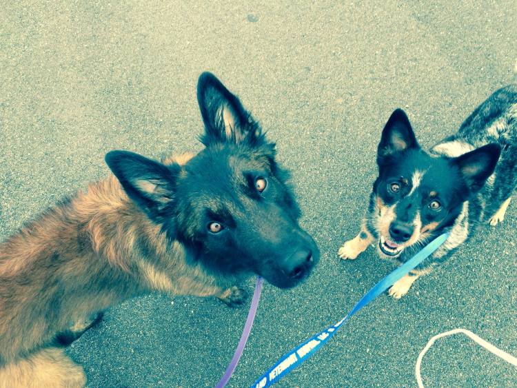 Great Places to Bring Your Dog in Lexington, KY - Kentucky Dog Training