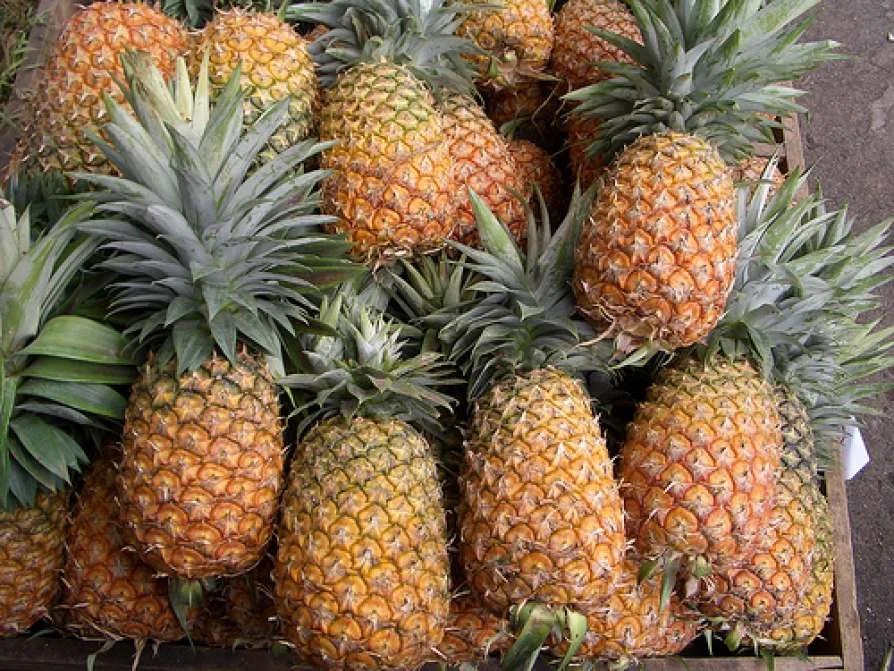à¤
न न स ठठत In Hindi Ananas Kheti Khedut Putra
