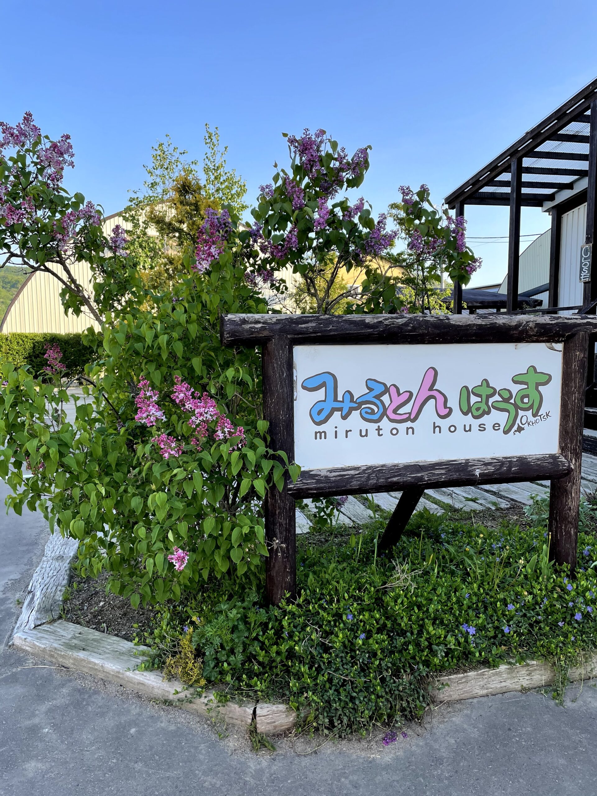 ライラックが咲きました | オホーツクファーム喜多牧場