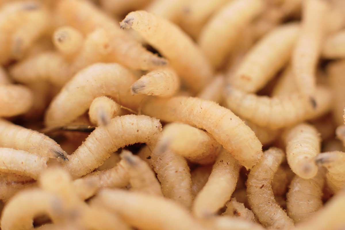 · maggots often invade kitchens and yards when there is . How To Get Rid Of Maggots On The Kitchen Floor Kitchen Seer