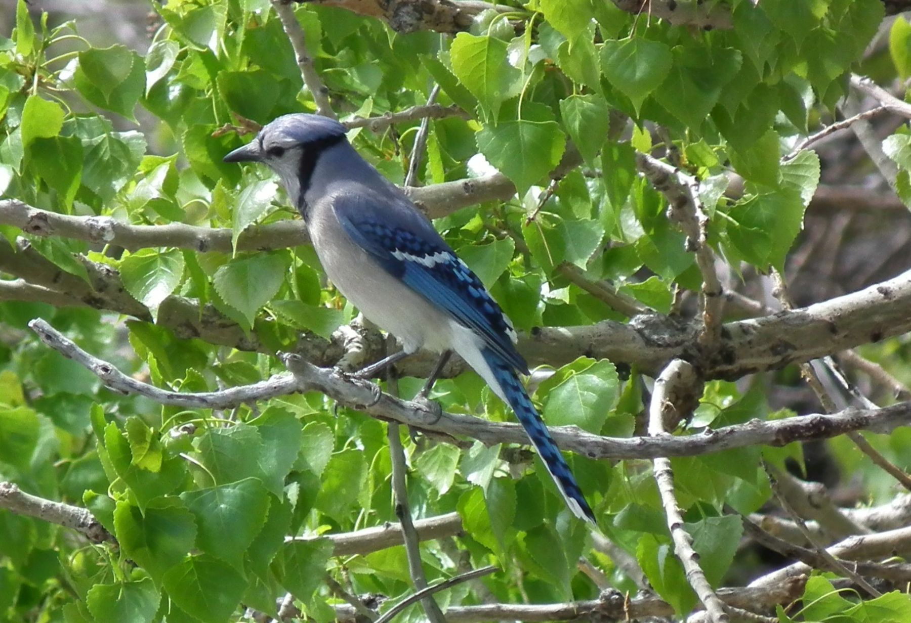 A Blue Jay Reminds Me Not To Take Things for Granted – Kit Dunsmore's Blog