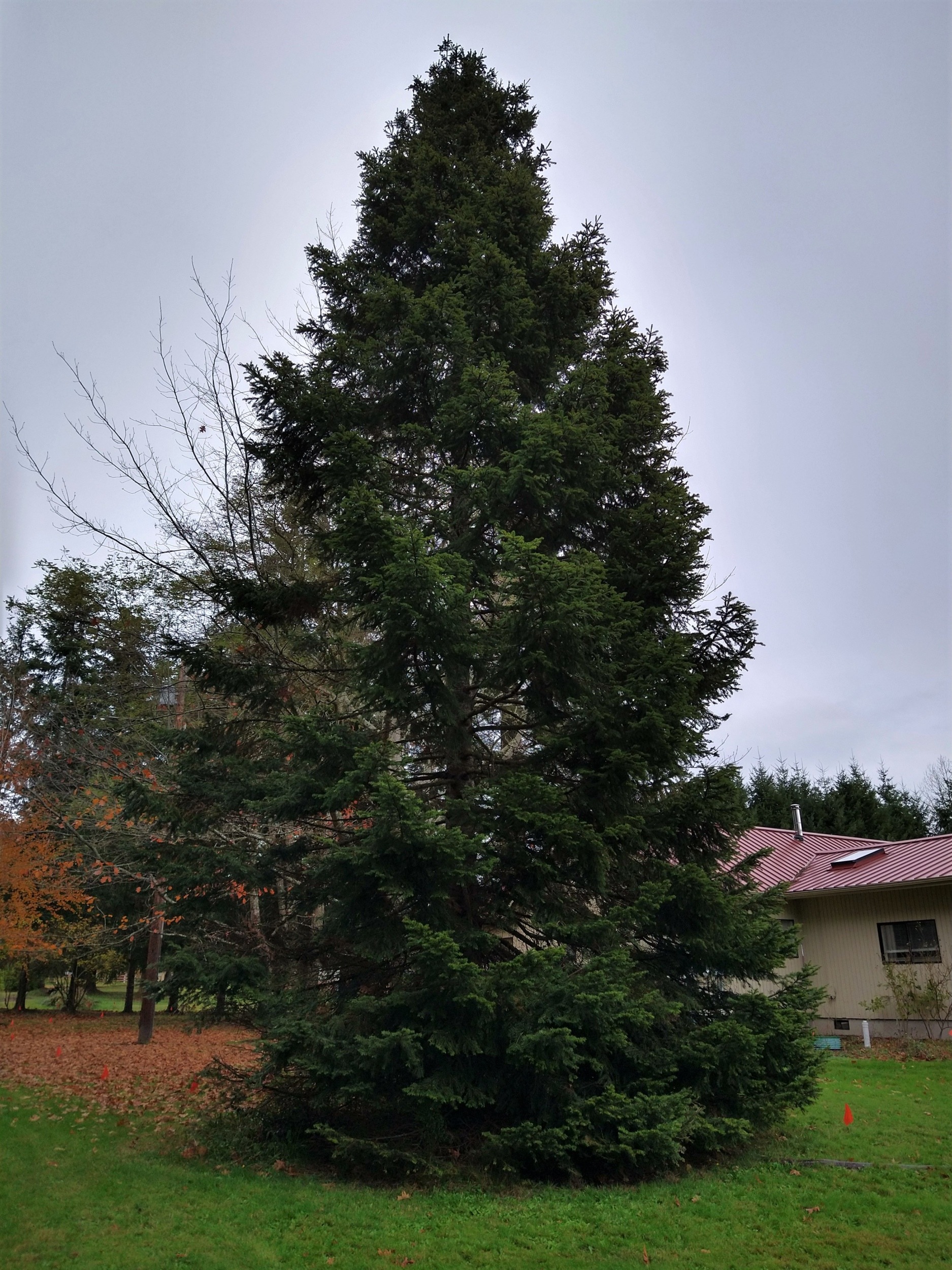 How to grow redbud trees. Grand Fir Kitsap Conservation District