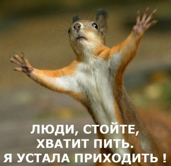 фото белочки для алкашей