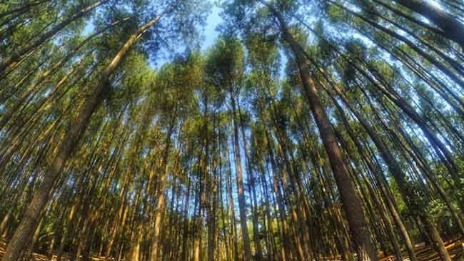 Dan merupakan tumbuhan endemik daerah itu (palu, sulawesi tengah) . Kabar Buruk 30 Persen Spesies Pohon Terancam Punah Klik Hijau