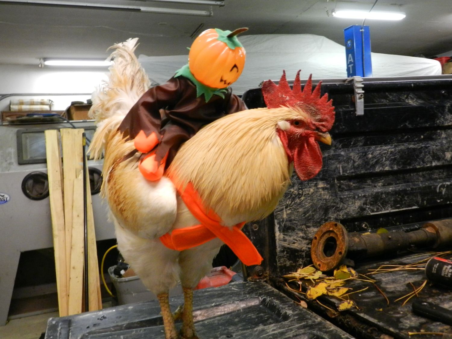 CDC Issues Halloween Chicken Costume Guidelines KNKR 96.1FM