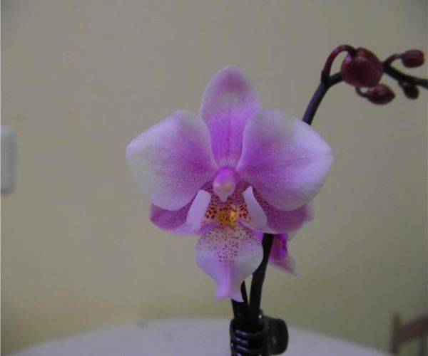 Иллюстрация к материалу «Мини орхидеи «Фаленопсис»: описание и уход за карликовым цветком в домашних условиях. Какой уход необходим для мини орхидеи в домашних условиях? Размножение орхидеи Фаленопсис в домашних условиях»