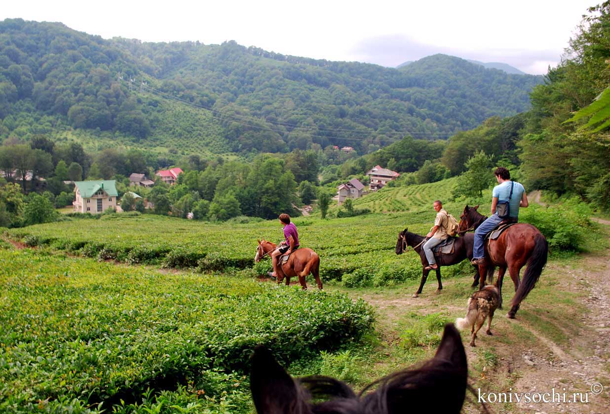 Так же мы заедем к морскому вокзалу и посмотрим на . Konnyj Turizm V Sochi Konnye Progulki V Gorah