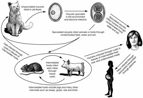 Adanya riwayat kontak dengan penderita infeksi virus ini dan memiliki sistem kekebalan tubuh yang sedang lemah adalah faktor yang bisa meningkatkan risiko seseorang terinfeksi virus herpes. Pengertian Torch Toxoplasma Rubella Cmv Dan Herpes Konsultanpromilgratis