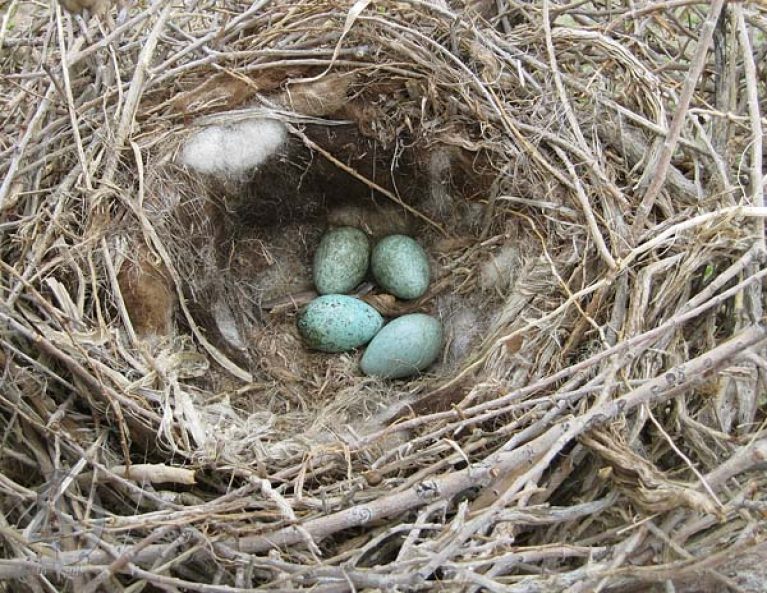 Птица грач: что мы знаем об этом вестнике весны? Грач (corvus frugilegus) Что за птица грач