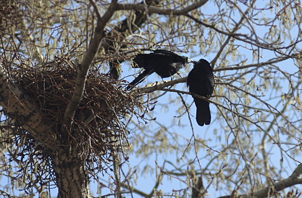 Птица грач: что мы знаем об этом вестнике весны? Грач (corvus frugilegus) Что за птица грач