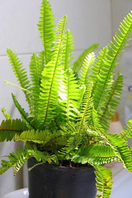Catat, Selain Cantik 7 Tanaman Hias Ini Punya Kemampuan Serap Racun Dalam  Ruangan — Kover Magazine