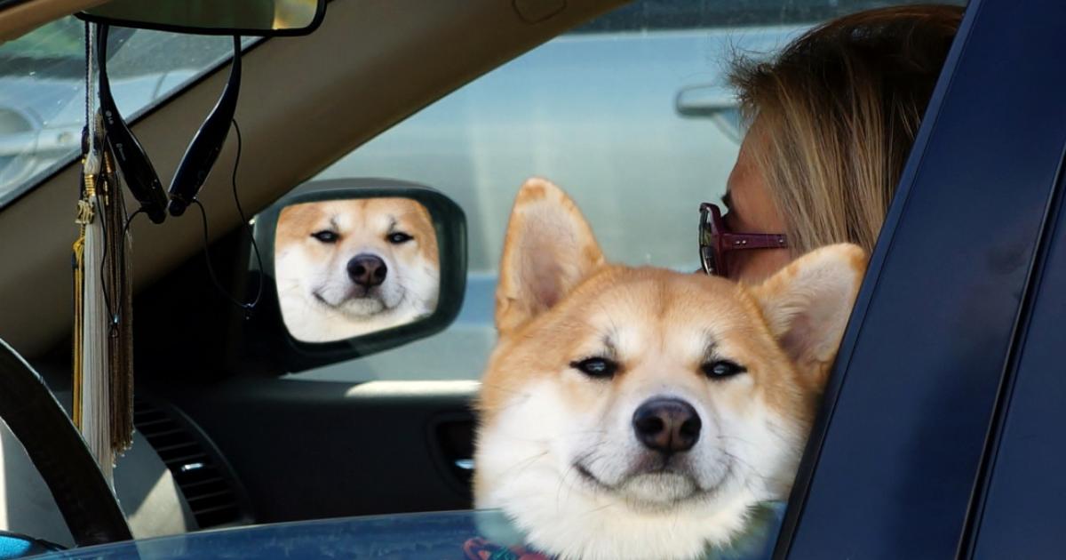 pooch.jpeg