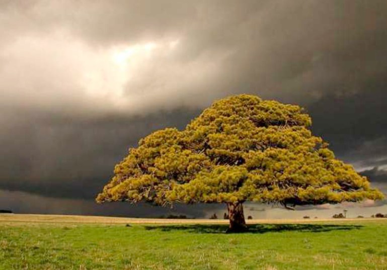 Mustard Tree Kuyperian Commentary