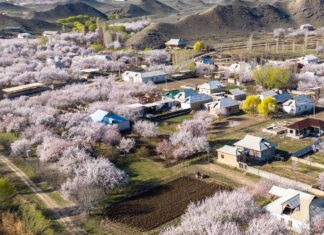 Сүрөт баян: Ак-кызгылт гүлгө оролгон өрүкзарлуу Баткен