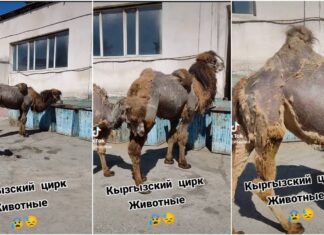 «Жуулбаган, таштандыдан тамак жейт». Кыргыз мамлекеттик циркте жаныбарлар кароосуз калганы айтылууда