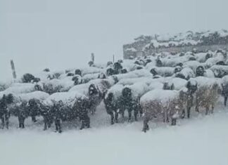 Нарын: Калың жааган кардан улам беш үй-бүлө мал жандыгы менен жайлоодон кайтып келе албай жатат