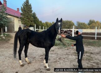 Көлбаевдин баасы 500 миң доллар турган асыл тукум жылкылары мамлекетке өттү