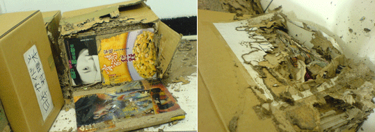 白蟻吃了我的書