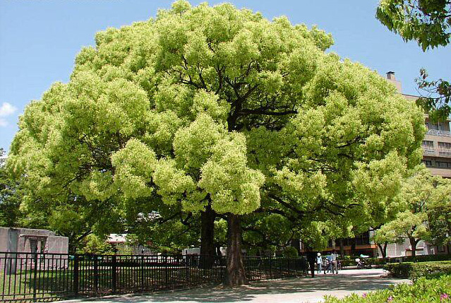 Se utilizzata tra gli alberi da giardino, la robinia . 10 Alberi Da Sogno Kyriolexy