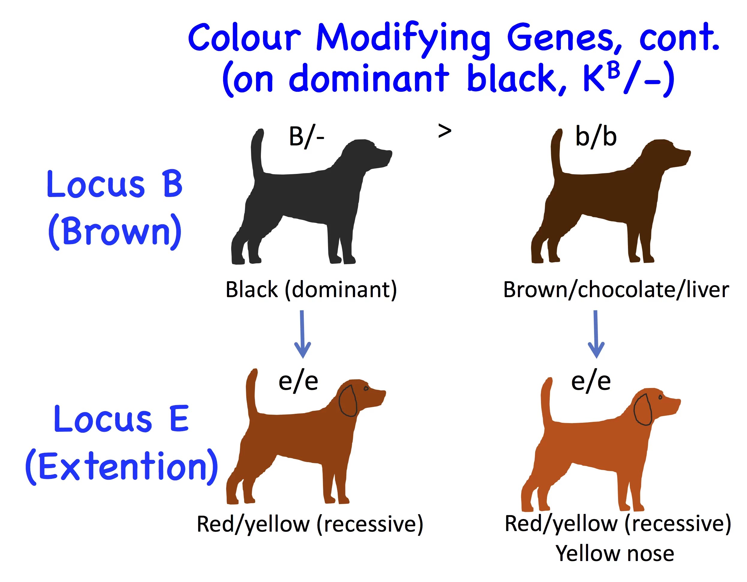 Genes on the x chromosome can be recessive or dominant. Dog Genetics 2.0: Colours | Laboratoire de gÃ©nÃ©tique