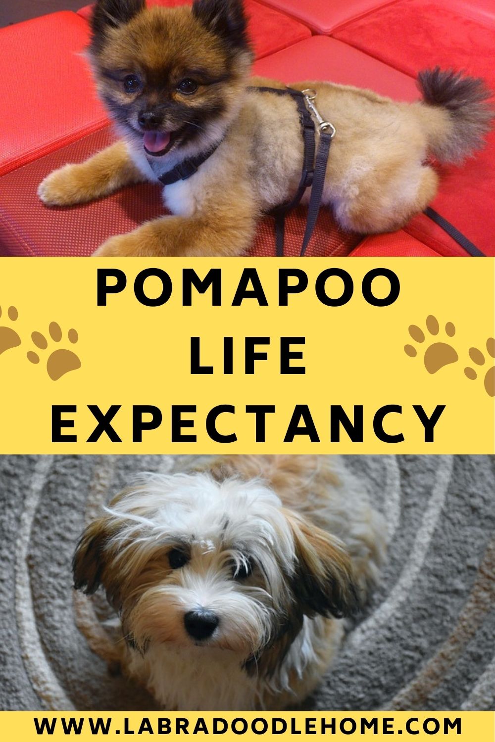 Pomapoo Lifespan Guide to a Longer Pomapoo Life Expectancy