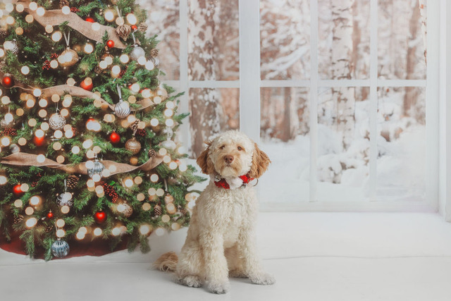 LbyD Roscoe (Blizzard)