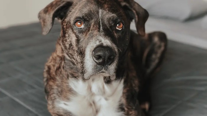 Brindle breeds breed pups faithful Brindle breeds breed pups faithful