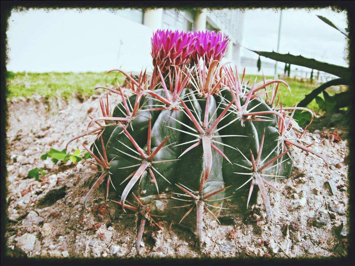 Fiori Con Le Spine