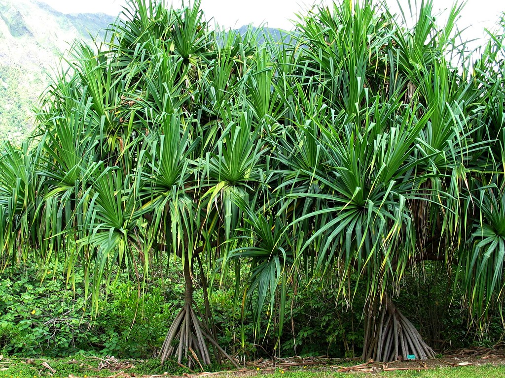 Pandan - Page 2 of 2 - LAM Riau