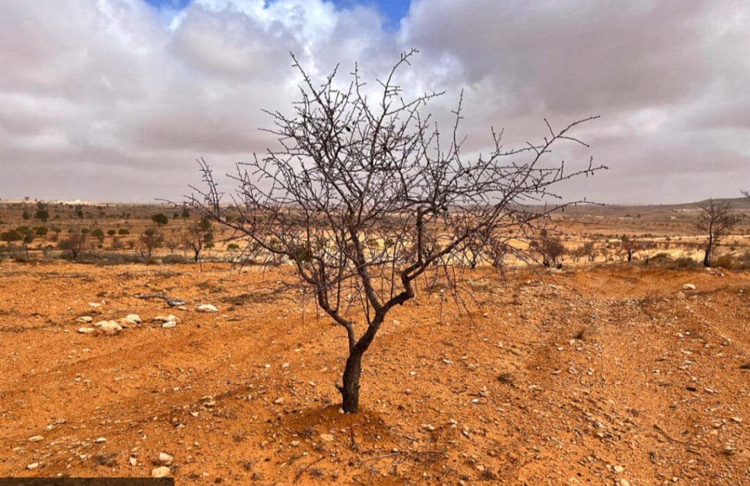  مسؤول أمني ينبه لمخاطر زحف التصحر في منطقة الجبل الأخضر.